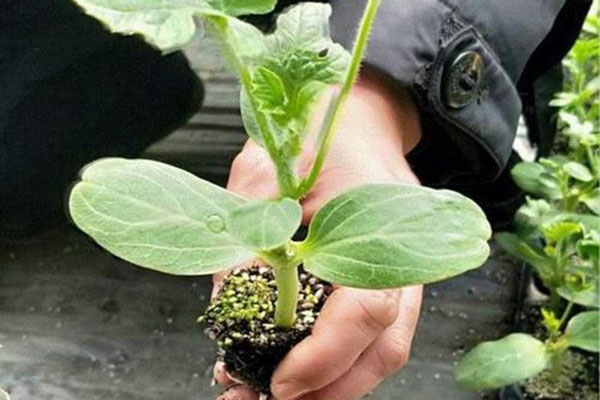 廠(chǎng)區(qū)環(huán)境的綠化要點(diǎn)！