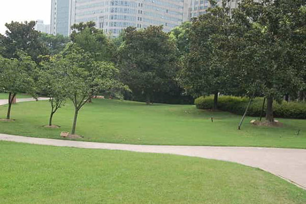 綠化養(yǎng)護(hù)如何成功移植植物？